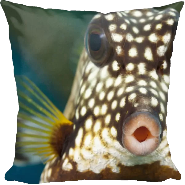 Smooth trunkfish (Lactophrys triqueter), portrait. Bonaire, Dutch Caribbean