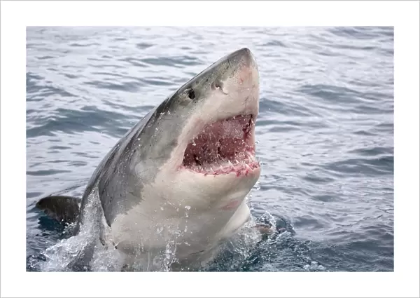 Great white shark (Carcharodon carcharias) breaking surface with mouth open. Guadalupe Island