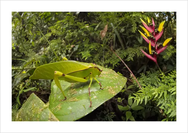 Katydid  /  Bush Cricket (Tettigoniidae) camouflaged amongst cloud forest understory vegetation