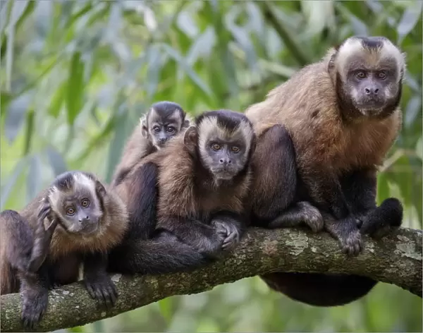 Brown  /  Tufted Capuchin (Cebus apella) family group in cloud forest, Manu Biosphere Reserve, Peru