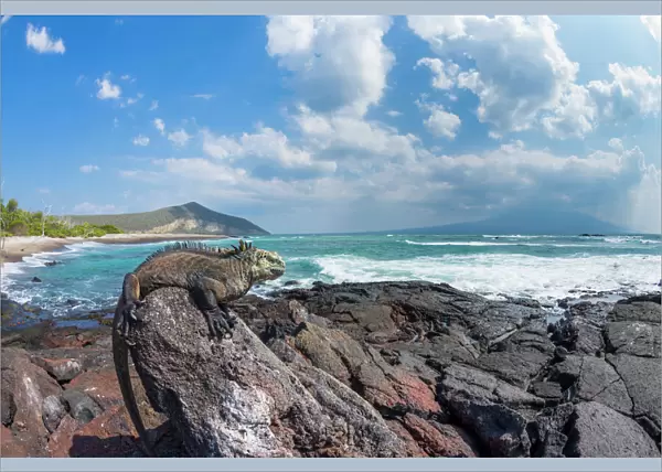 Marine iguana (Amblyrhynchus cristatus) on shore, Punta Moreno, Isabela Island, Galapagos