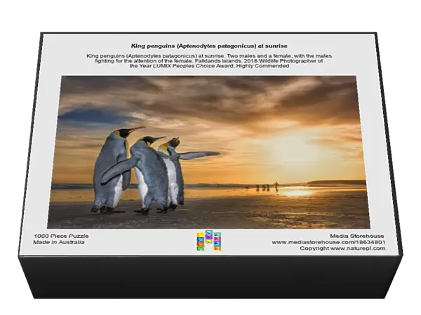 King penguins (Aptenodytes patagonicus) at sunrise