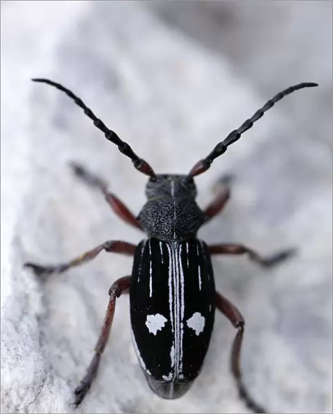 Longhorn beetle (Dorcadion equestre nogelli) Ignoussa Mountains, near Lake Kerkini
