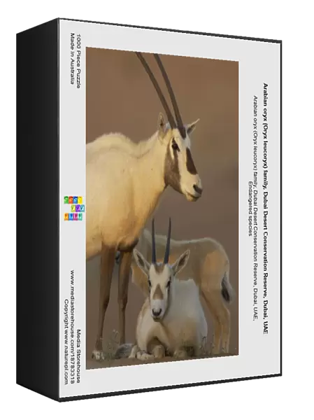 Arabian oryx (Oryx leucoryx) family, Dubai Desert Conservation Reserve, Dubai, UAE