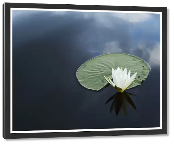 RF- White water lily (Nymphaea alba) on calm water, Danube delta rewilding area, Romania