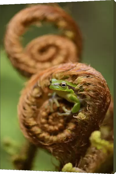 Gaoligongshan Tree Frog (Polypedates  /  Rhacophorus gongshanensis) in fern (Cibotium