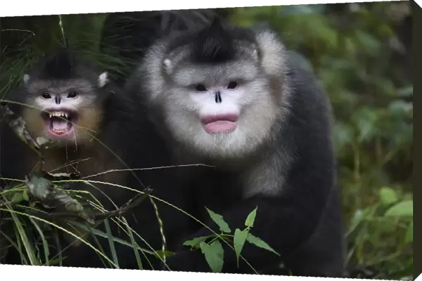Yunnan, or Black Snub-nosed monkeys (Rhinopithecus bieti) adult and young, Ta Cheng Nature reserve