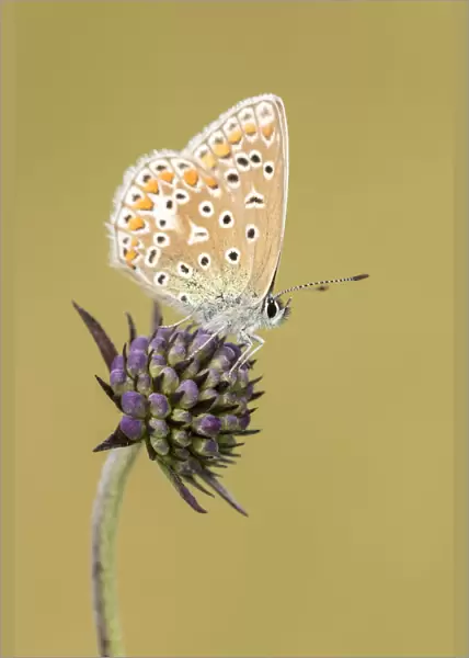 Common blue butterfly (Polyommatus icarus) resting on Scabious (Scabiosa colombaria) flower
