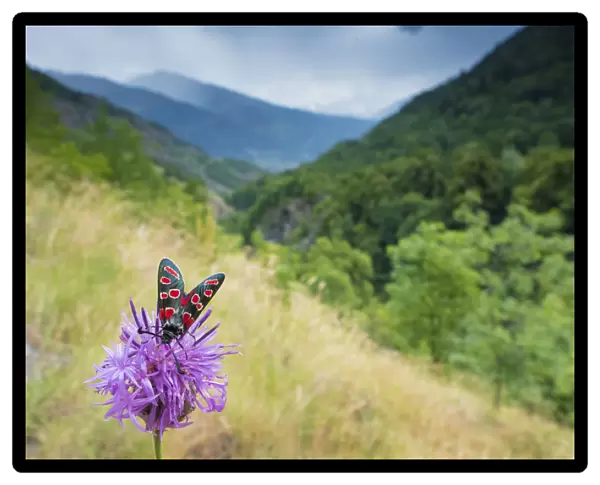 Burnet moth (Zygaena carniolica) on knapweed, in mountain habitat, Aosta Valley