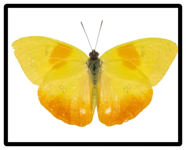 Orange-barred sulphur butterfly (Phoebis philea) pe. Costa Rica