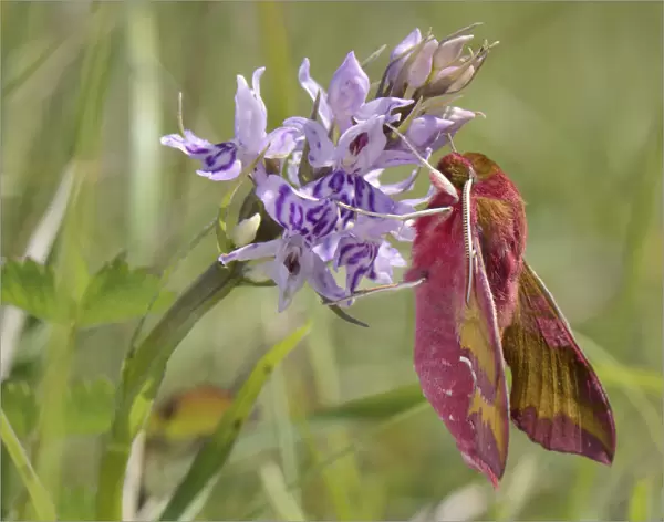 Small elephant hawk-moth (Deilephila porcellus) on Common spotted orchid (Dactylorhiza