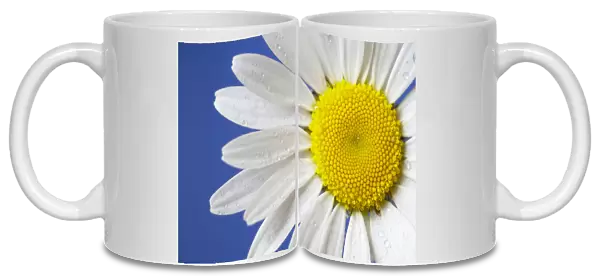 Marguerite  /  Ox eye daisy (Leucanthemum vulgare) UK