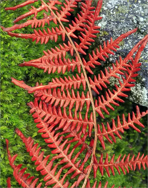 Abstract of fern lying on moss and stone, San Martin de Trevejo, Las Hurdes, Caceres