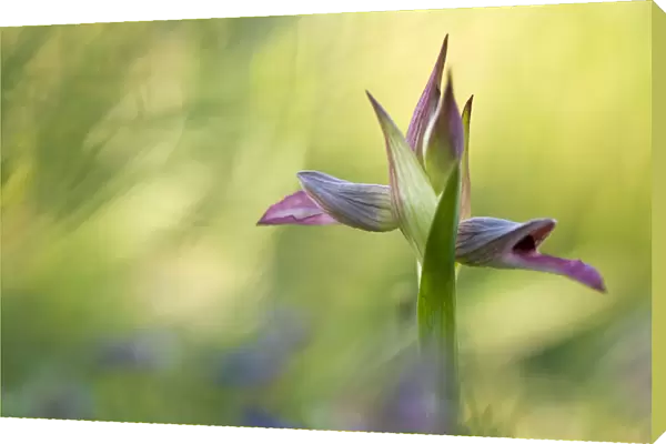 Tongue orchid (Serapias lingua) in flower, Gargano NP, Gargano Peninsula, Apulia