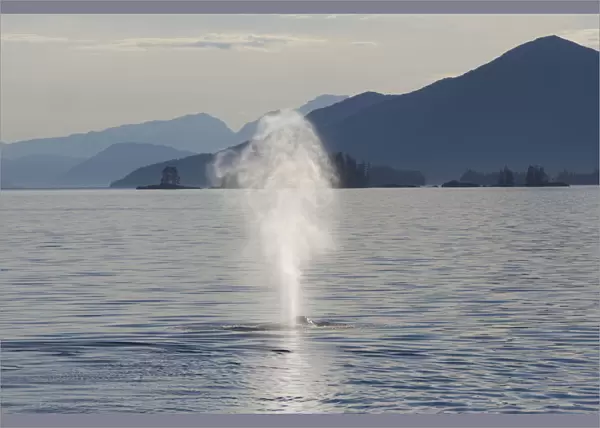 Humpback whale (Megaptera novaeangliae) blowing, Prince William Sound, Alaska, USA, July