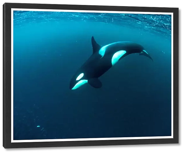 Killer whale (Orcinus orca) diving and hunting for herring fish (Clupea harengus)