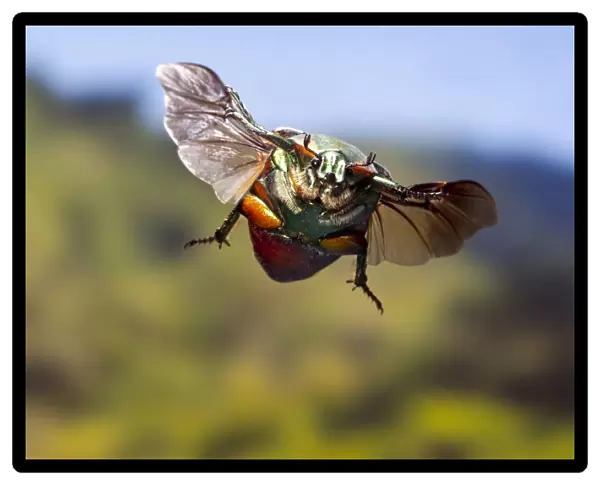 Green june beetle (Cotinis nitida) in flight Williamson County, Texas, USA Controlled conditions