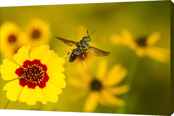 Black soldier fly (Hermetia illucens) flying from flower, Tuscaloosa County, Alabama