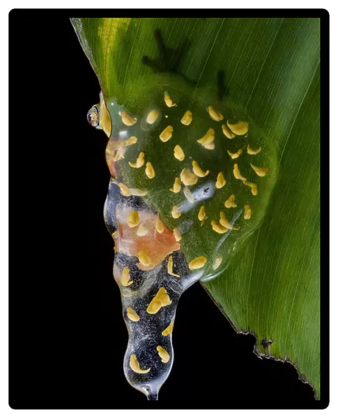 Sarayacu clownfrog (Dendropsophus sarayacuensis) with its clutch of eggs developing