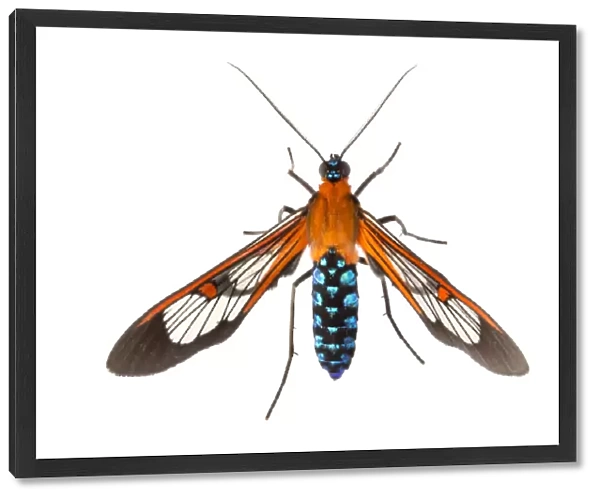 Clearwing moth (Cosmosoma teuthras) photographed on a white background in mobile field studio