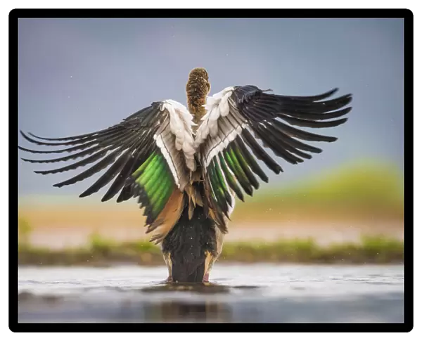 Egytian Goose (Alopochen aegyptiaca) rear view bathing, sings spread, Zimanga Private