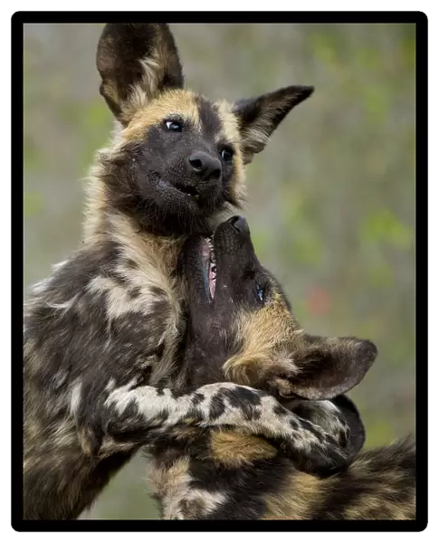 African wild dogs (Lycaon pictus) play fighting, Mkuze, South Africa