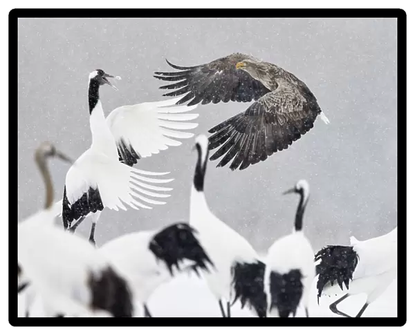White tailed eagle (Haliaeetus albicilla) and Red-crowned cranes (Grus japonicus)