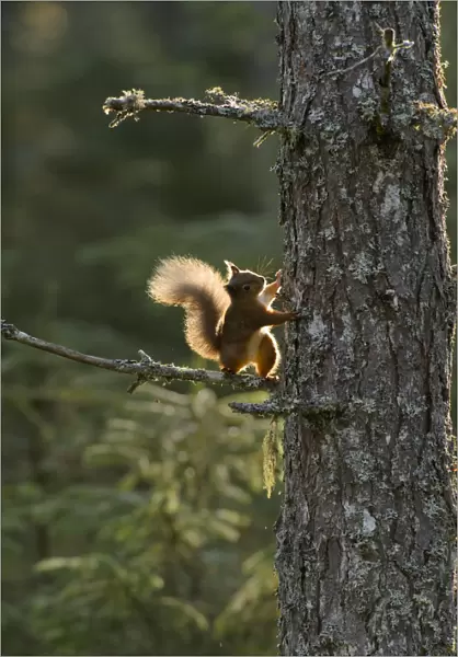 Red squirrel (Sciurus vulgaris) half way up Scots pine (Pinus sylvestris) Black Isle, Scotland, UK