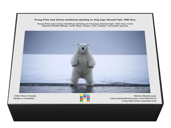 Young Polar bear (Ursus maritimus) standing on hing legs, Bernard Spit, 1002 Area