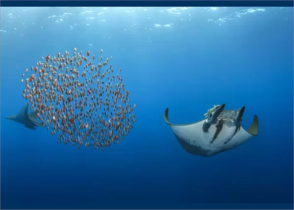 Mobula  /  Chilean devil ray (Mobula tarapacana) with a school of fish (Capros aper)