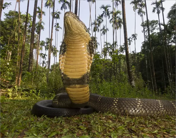 King cobra (Ophiophagus hannah), low wide angle perspective Agumbe, Karnataka, Western Ghats