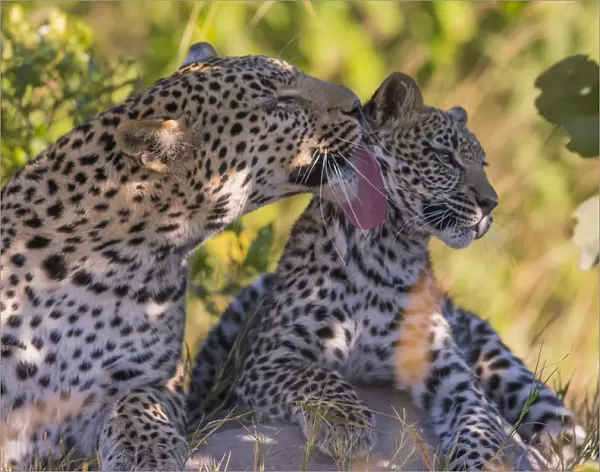 Leopard (Panthera pardus) female grooming cub age 6 months Little Kwara, Botswana June