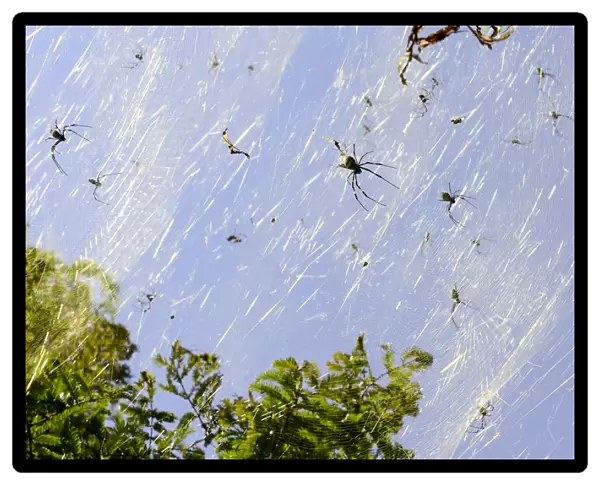 Golden orb spiders (Nephila sp) on the shores of Lake Er Hai. Dali, Yunnan, China