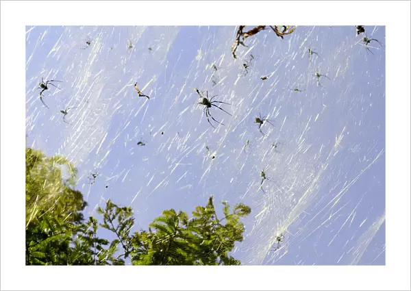 Golden orb spiders (Nephila sp) on the shores of Lake Er Hai. Dali, Yunnan, China