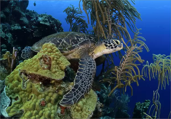 Green sea turtle (Chelonia mydas) resting or sleeping on coral reef, Bonaire, Leeward Antilles