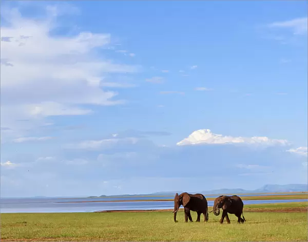 African elephants (Loxodonta africana) grazing on shore of Lake Kariba, Matusadona National Park