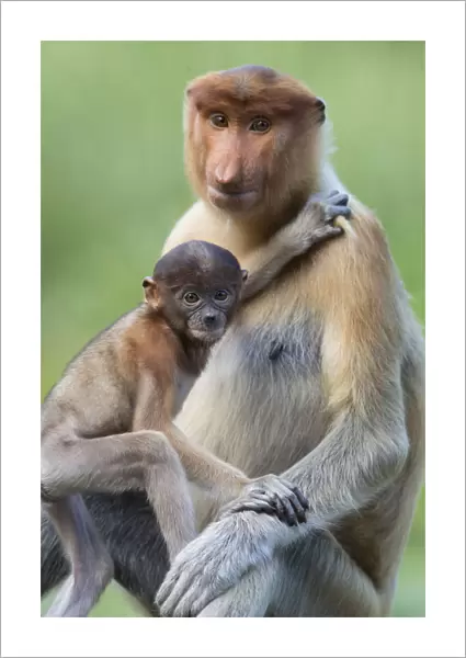 Proboscis monkey(Nasalis larvatus)Mother and infantSabah, Malaysia