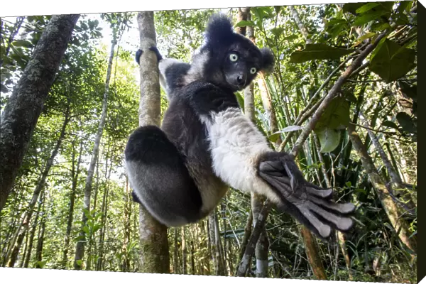 Male Indri (Indri indri) reaching for leaves  /  foraging in forest understorey. Mitsinjo Reserve