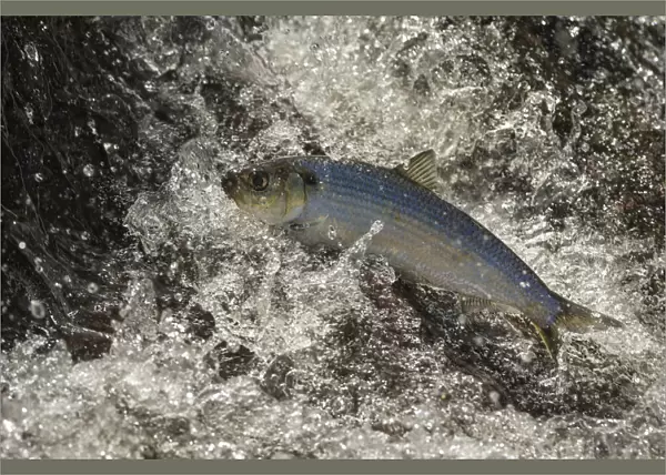 Alewife fish (Alosa pseudoharengus), migrating up river, Northern Maine, USA. June