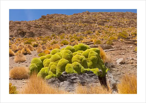 Giant cushion plant (Azorella compacta). Bolivia