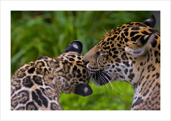Jaguar (Panthera onca) mother grooming four month cub, native to Southern and Central America