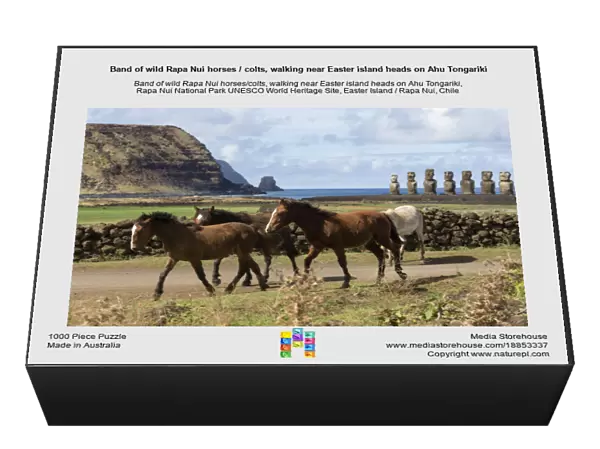 Band of wild Rapa Nui horses  /  colts, walking near Easter island heads on Ahu Tongariki
