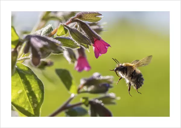 Common carder bumblebee (Bombus pascuorum) visiting Lungwort (Pulmonaria officinalis)