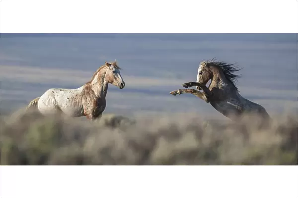 Two wild Mustang stallions fighting in White Mountain Herd Area, Wyoming, USA. August