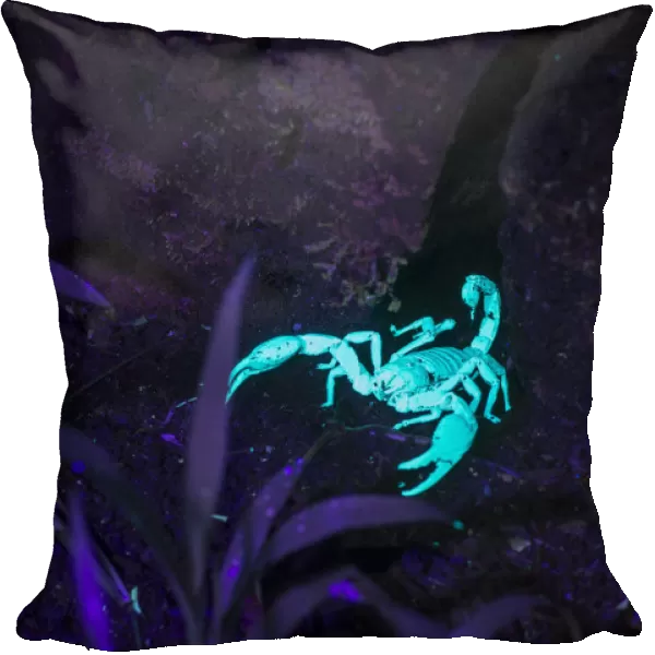 Scorpion (Heterometrus sp) fluorescing in ultraviolet light at night on forest floor