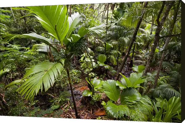 Pristine Coco de mer forest (Lodoicea maldivica) with brook, Vallee de Mai Nature Reserve