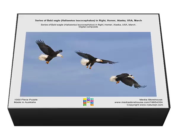 Series of Bald eagle (Haliaeetus leucocephalus) in flight, Homer, Alaska, USA, March
