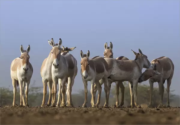Indian wild ass (Equus hemionus khur), group standing together, Little Rann of Kutch