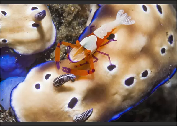 Commensal emperor shrimp (Periclimenes imperator) hitching a ride on a Nudibranch (Risbecia tryoni)