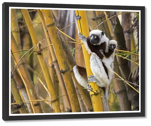 Coquerels sifaka (Propithecus coquereli) female with young on back climbing in bamboo